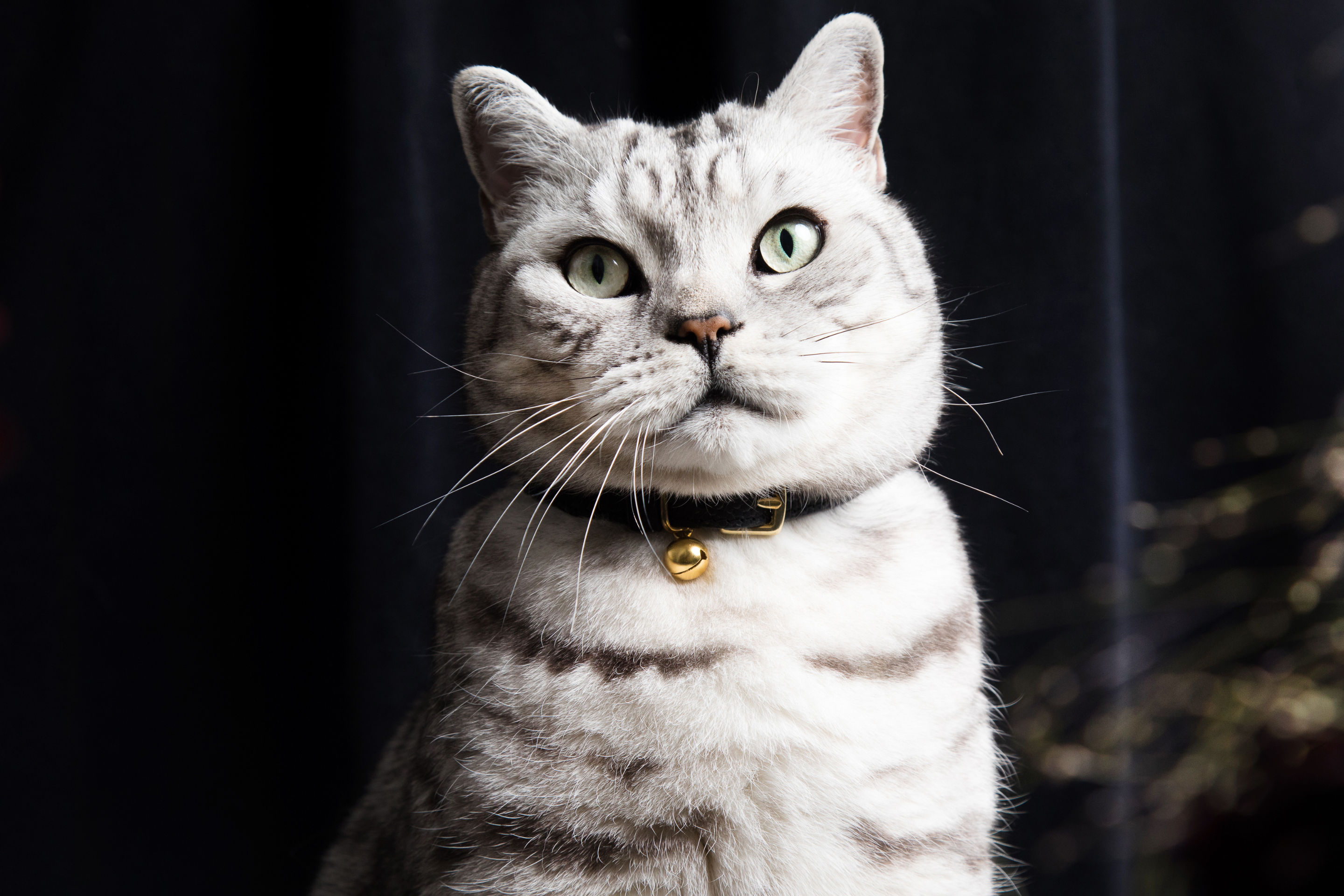 Everything you need to know about putting a bell on your cat s collar Cheshire Wain