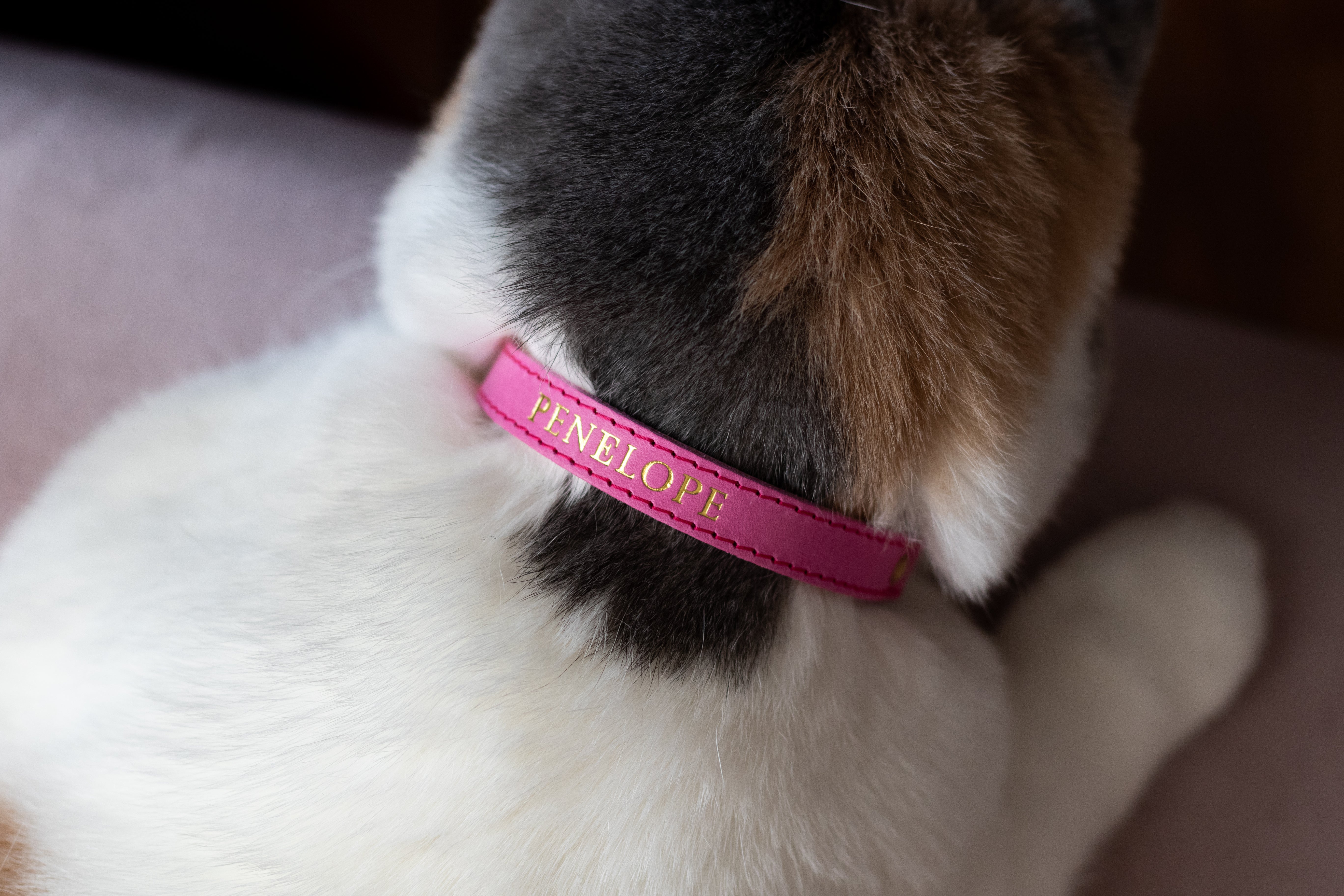 Best Designer Cat Collars That Are Cute and Safe Story - The