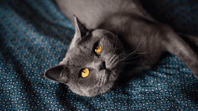 Cat History: The Enduring Charm of the British Shorthair