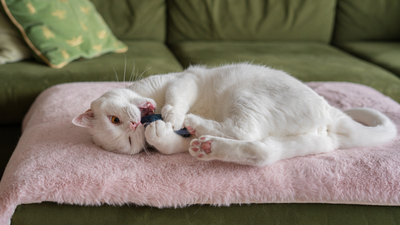 How to Create a Stimulating Environment for Your Cat: Cheshire & Wain's 9 Enrichment Tips