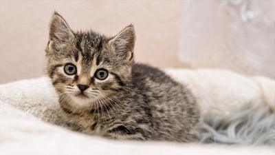 How to Prepare for a New Kitten: A Guide for First-Time Cat Owners