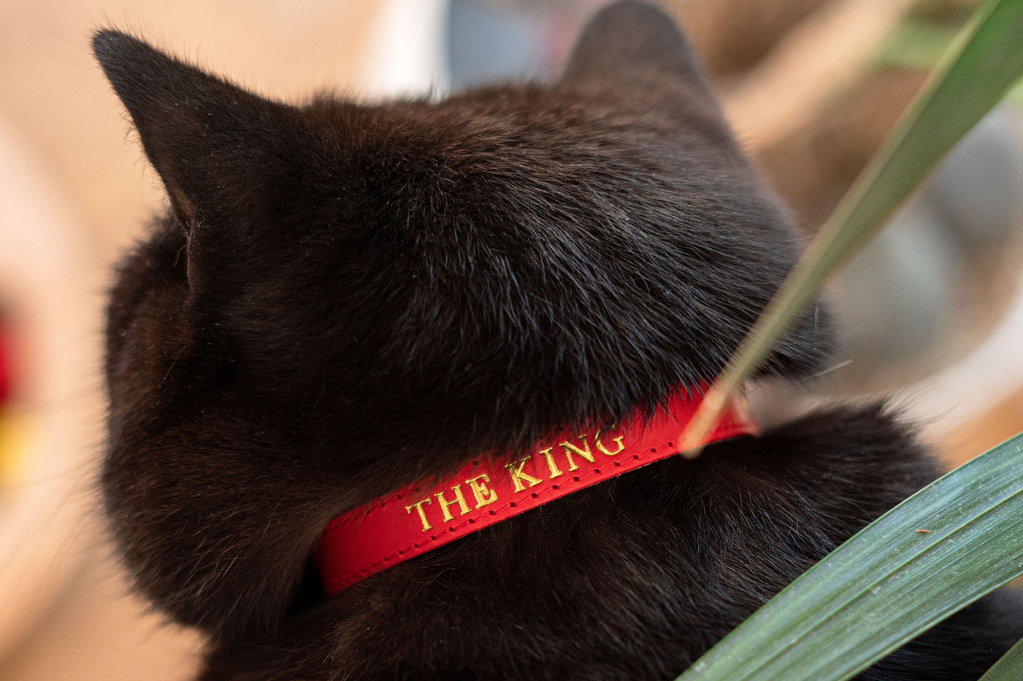 Cheshire Wain Cat Collars with Name or Phone Number