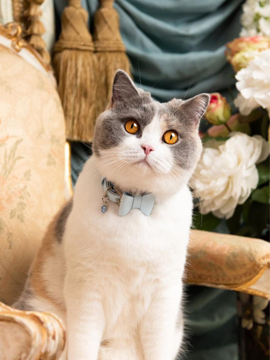 Patent Red Cat Collar – Cheshire & Wain