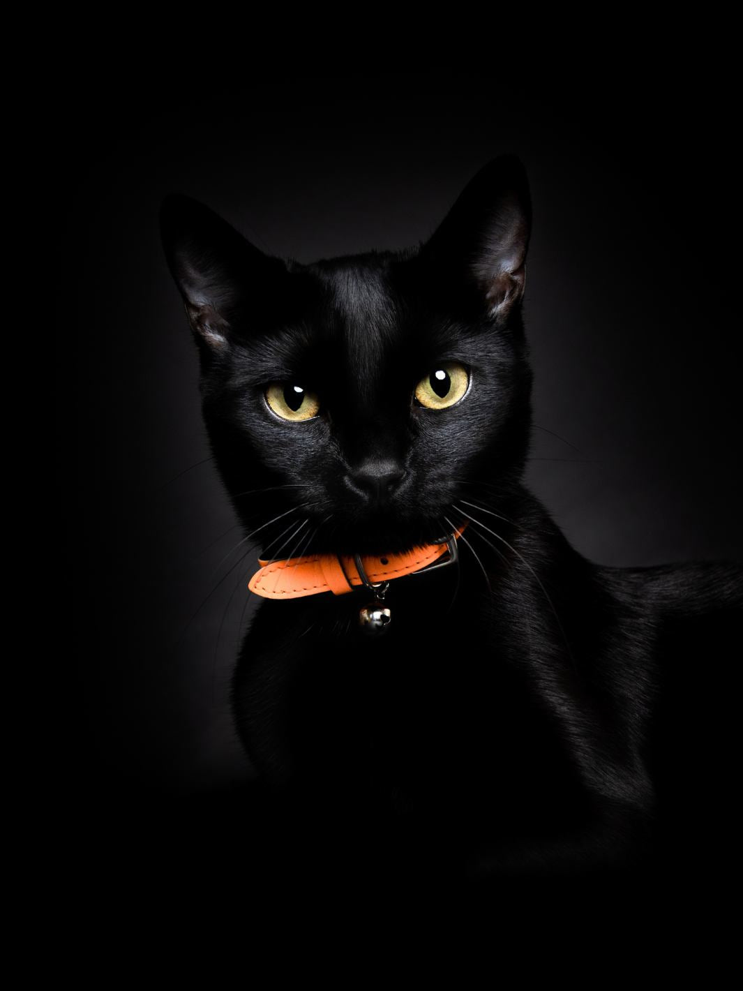 Best reflective clearance cat collar