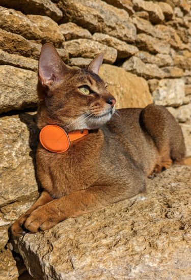 Luxury Designer Cat Collars, Necklaces Luxury Cats