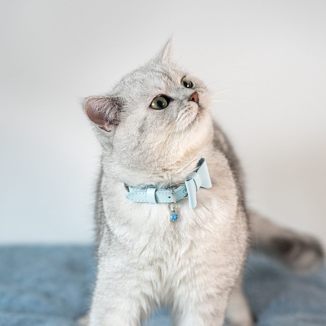 'Get The Look' Bundle - Powder Blue Collar with Bow & Gem