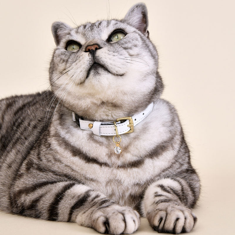 New Wonderland - White Rabbit Cat Collar