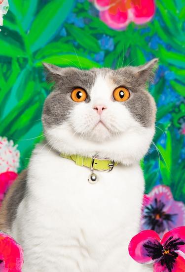 Magical Charms Cat Collar Printed Cat Collar Kitten Cat 