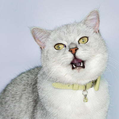 'Get the Look' Bundle - Pistachio Green Collar with Bow & Gem