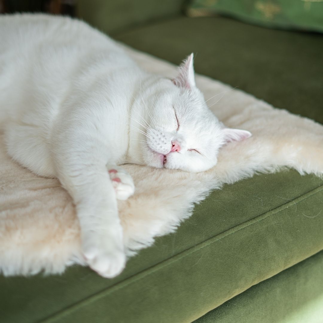 Sheepskin cat blanket sale