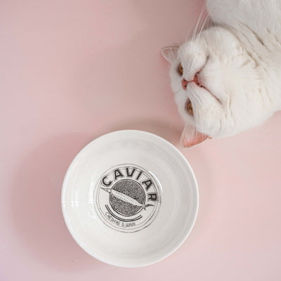 Bone China luxury cat bowl with caviar illustration design