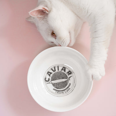 Bone china luxury cat bowl by Cheshire & Wain