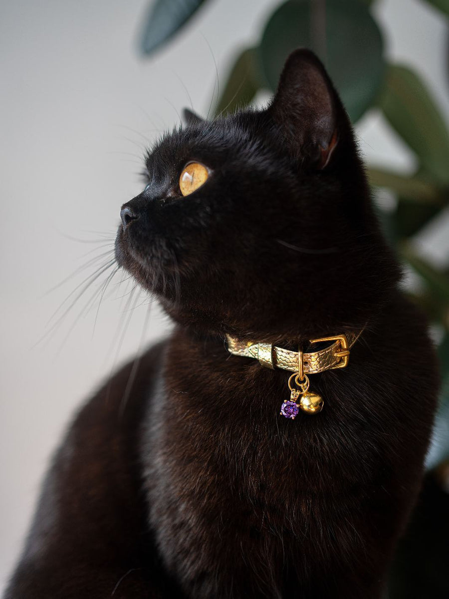Cheshire & Wain  Cat Collars - Buy Breakaway Safety Collars Online
