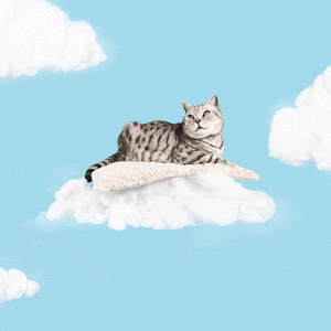 Cute Cat!, cute , cat , kitten , kitty , milk , cup - GIF animado