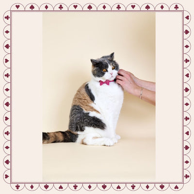 Wonderland - Flamingo Pink Cat Collar