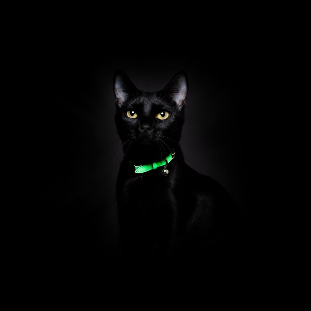 Cheshire Wain Reflective Cat Collar Neon Green