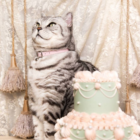 Cheshire & Wain - Rococo Powder Blue Luxury Cat Collar