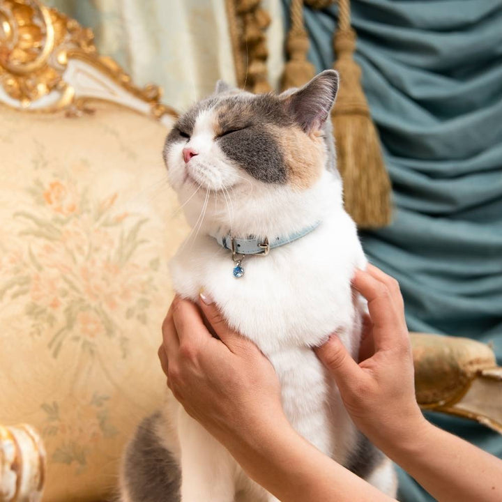 Cheshire Wain Rococo Powder Blue Luxury Cat Collar