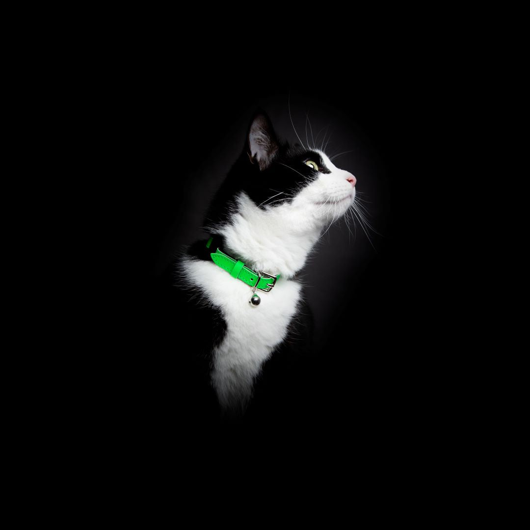 Lighted cat collar best sale