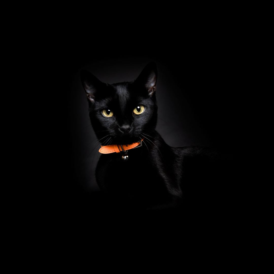 Cheshire Wain Reflective Cat Collar Neon Orange