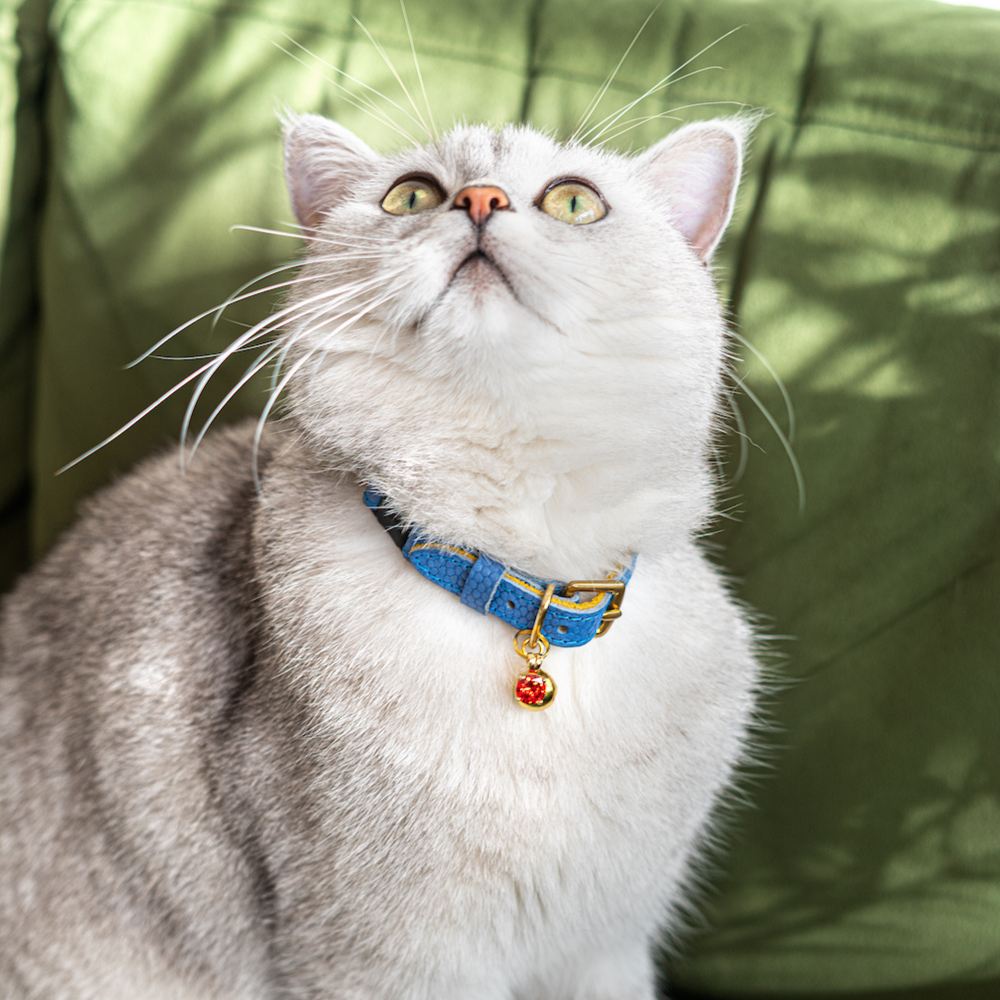 Best Designer Cat Collars That Are Cute and Safe Story - The