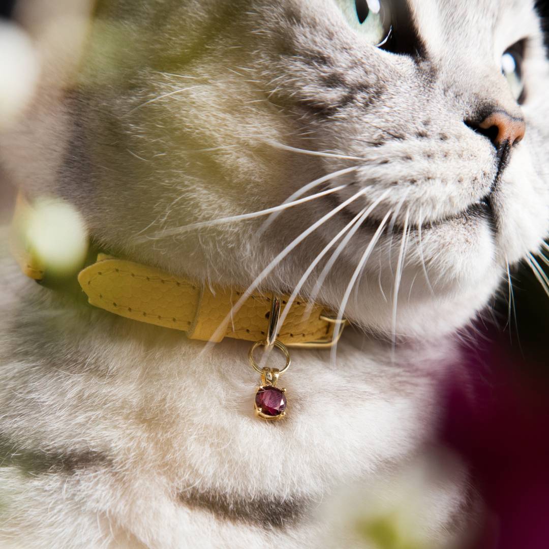 (SECONDS SALE) Caviar Cat Collar