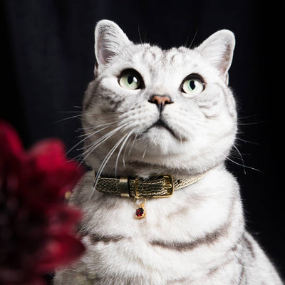 (SECONDS SALE) Caviar Cat Collar