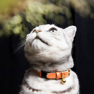 (SECONDS SALE) Caviar Cat Collar