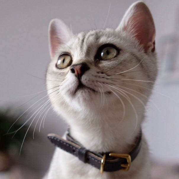 Cheshire Wain Grey Leather Cat Collar