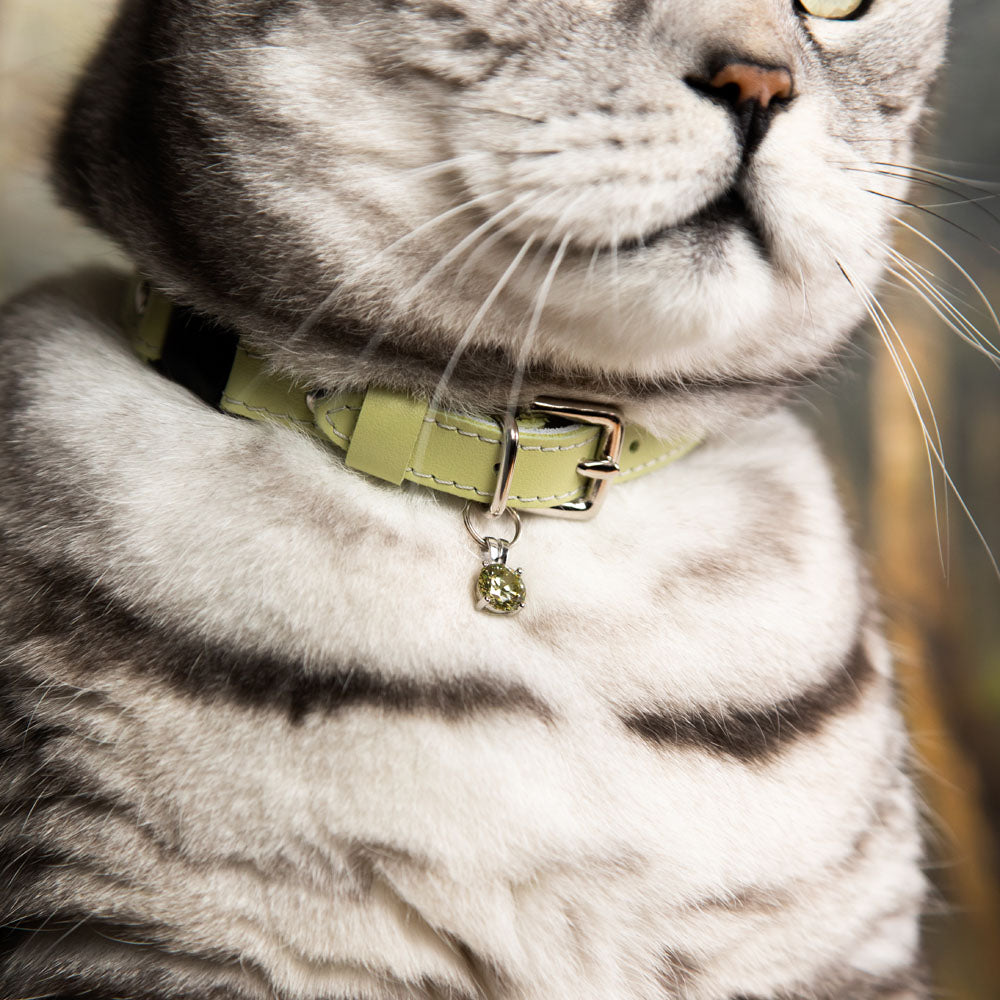 Cats in collars best sale